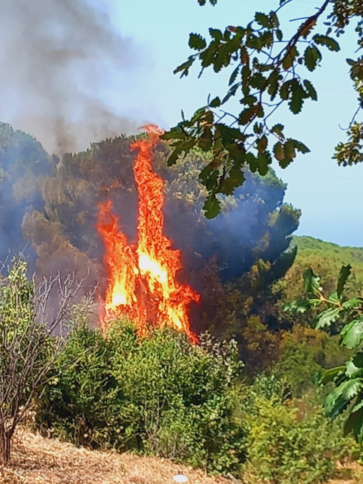 Incendi in Sicilia, Schifani: ’’In arrivo vigili del fuoco da altre regioni. Seguo costantemente la situazione. Vicino a operatori e famiglie sfollate’’