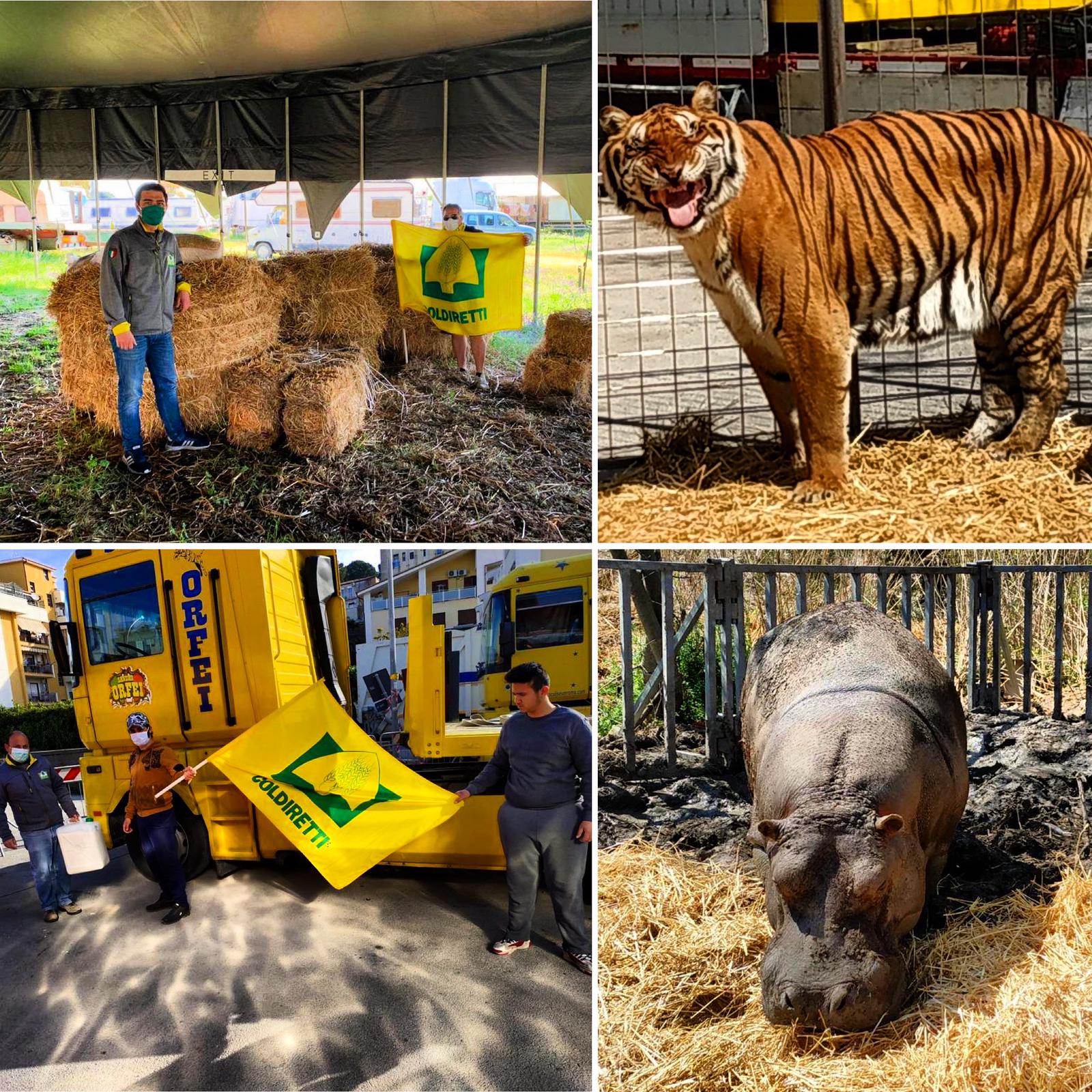 L'emergenza COVID blocca in Sicilia sei circhi. Grazie all'intervento del DRPC Sicilia la COLDIRETTI fornisce il cibo agli animali.